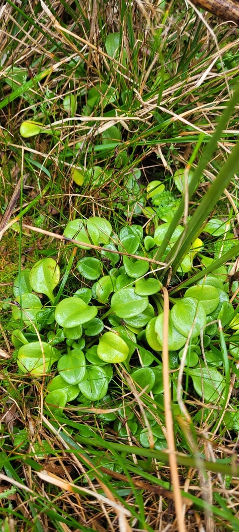 Gentianella stevenii photo 7