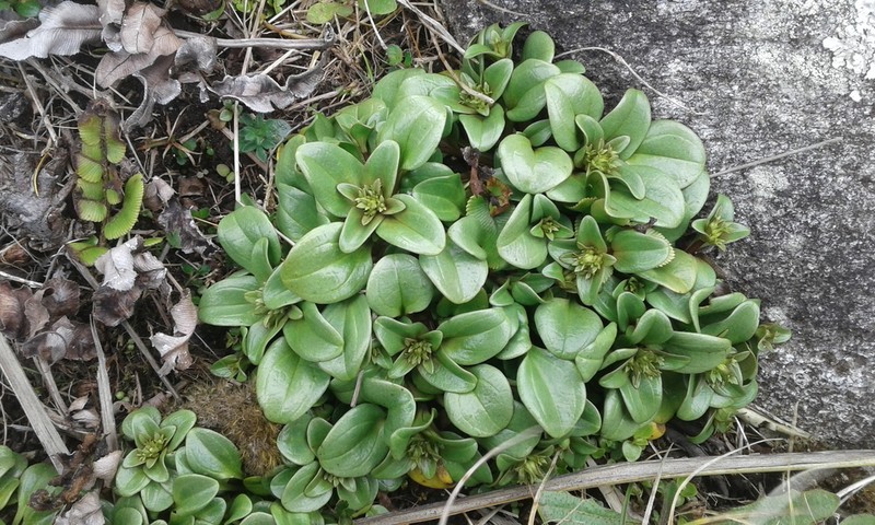Gentianella stevenii photo 8