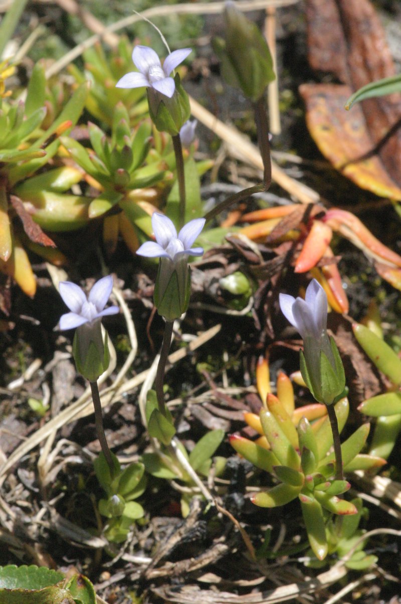 Dane's Dwarf Gentian