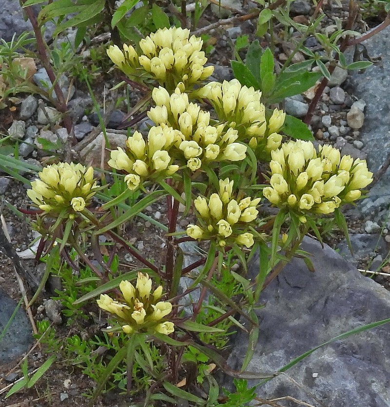 Gentianella thiosphaera var. thiosphaera