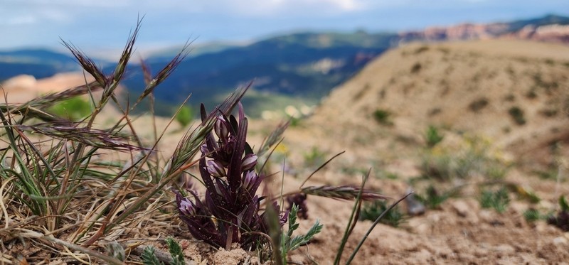 Cathedral Bluff Dwarf Gentian