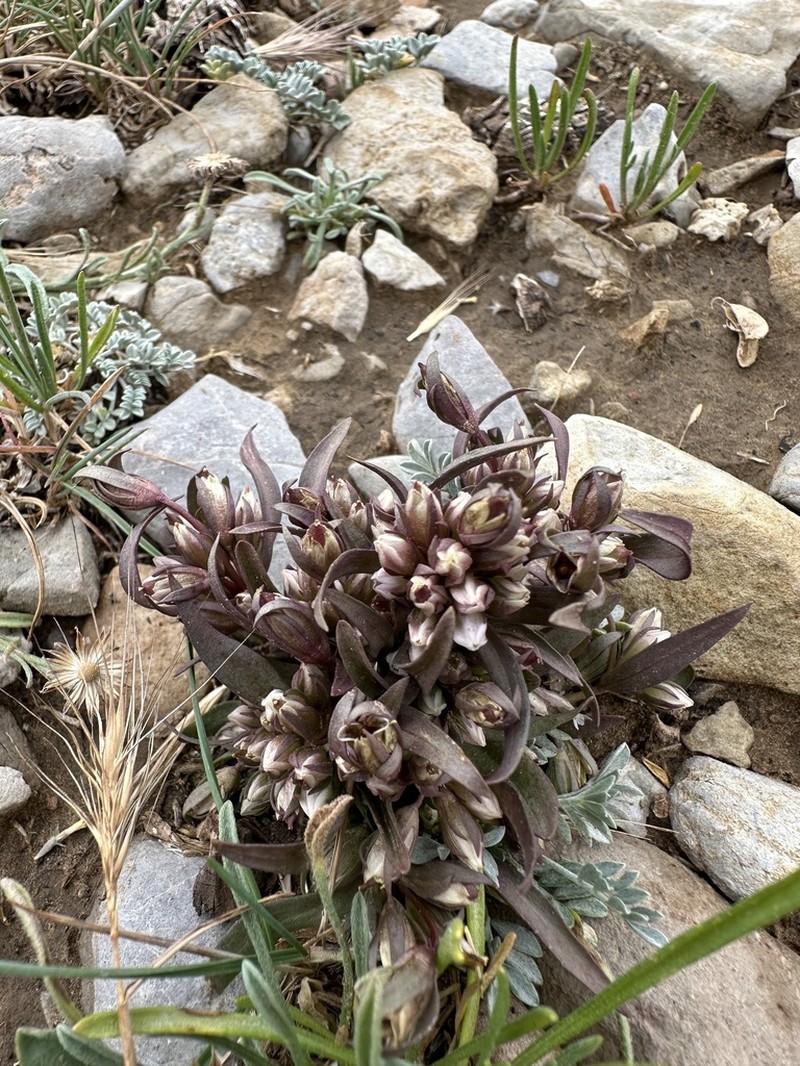 Cathedral Bluff Dwarf Gentian photo 2