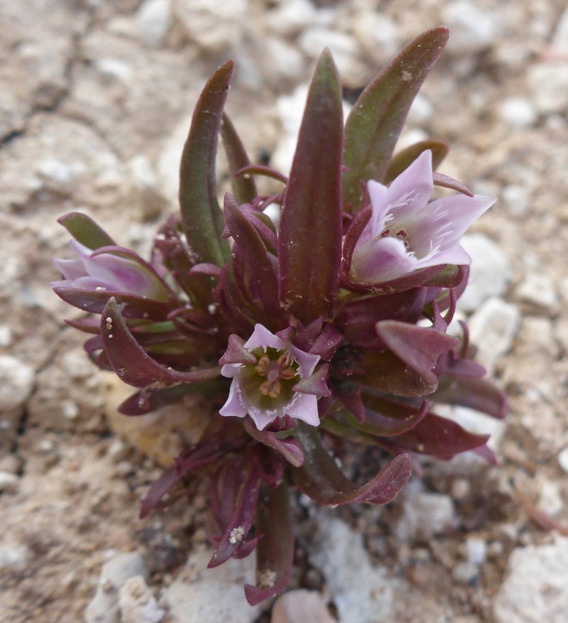 Cathedral Bluff Dwarf Gentian photo 3