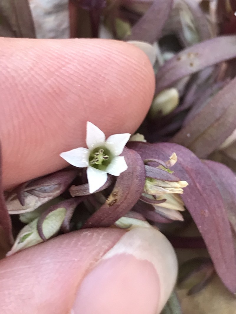 Cathedral Bluff Dwarf Gentian photo 4