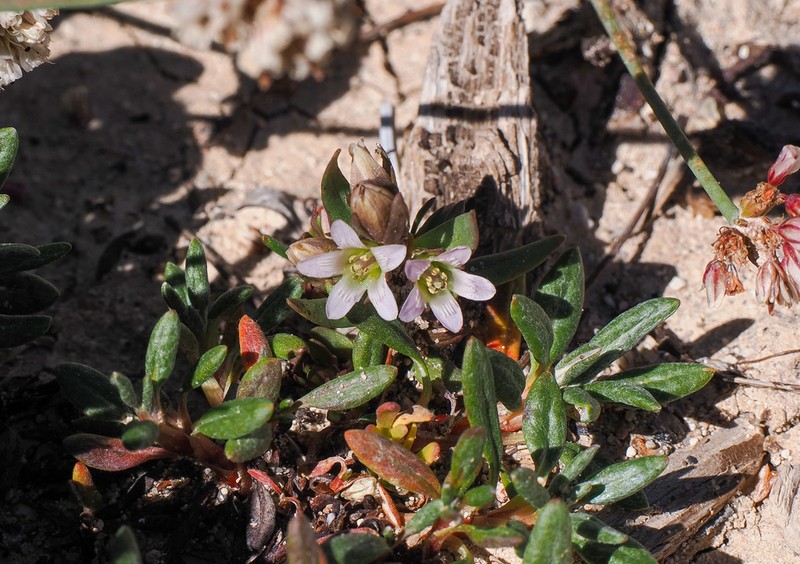 Cathedral Bluff Dwarf Gentian photo 5