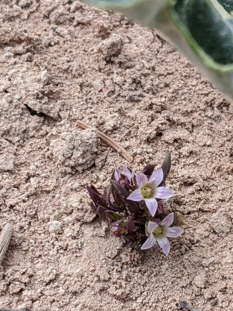 Cathedral Bluff Dwarf Gentian photo 6