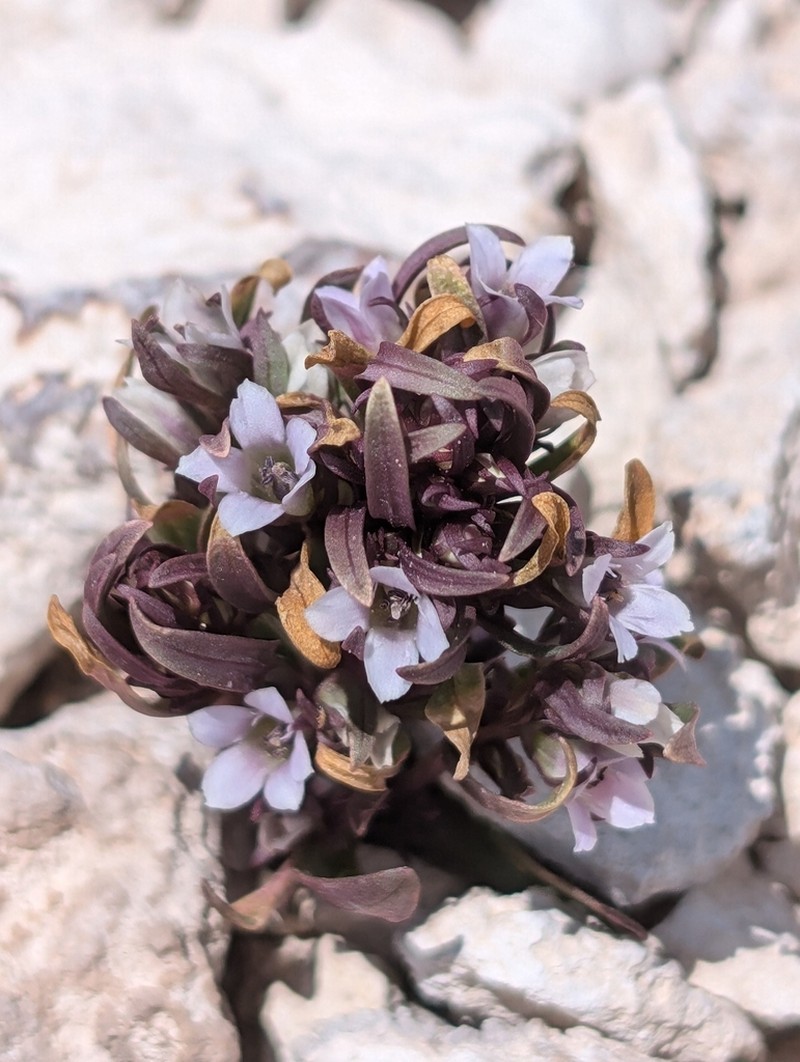 Cathedral Bluff Dwarf Gentian photo 7