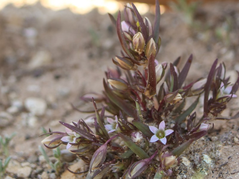 Cathedral Bluff Dwarf Gentian photo 8