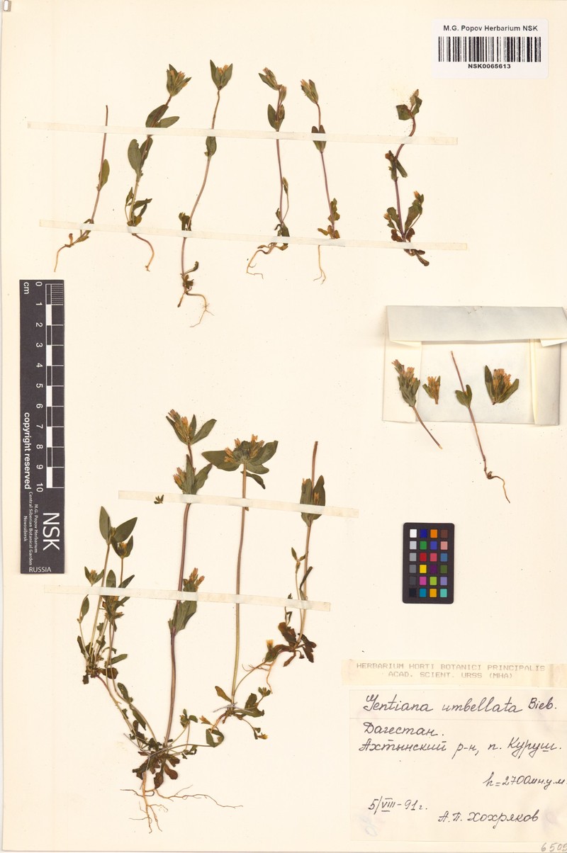 Gentianella umbellata subsp. umbellata