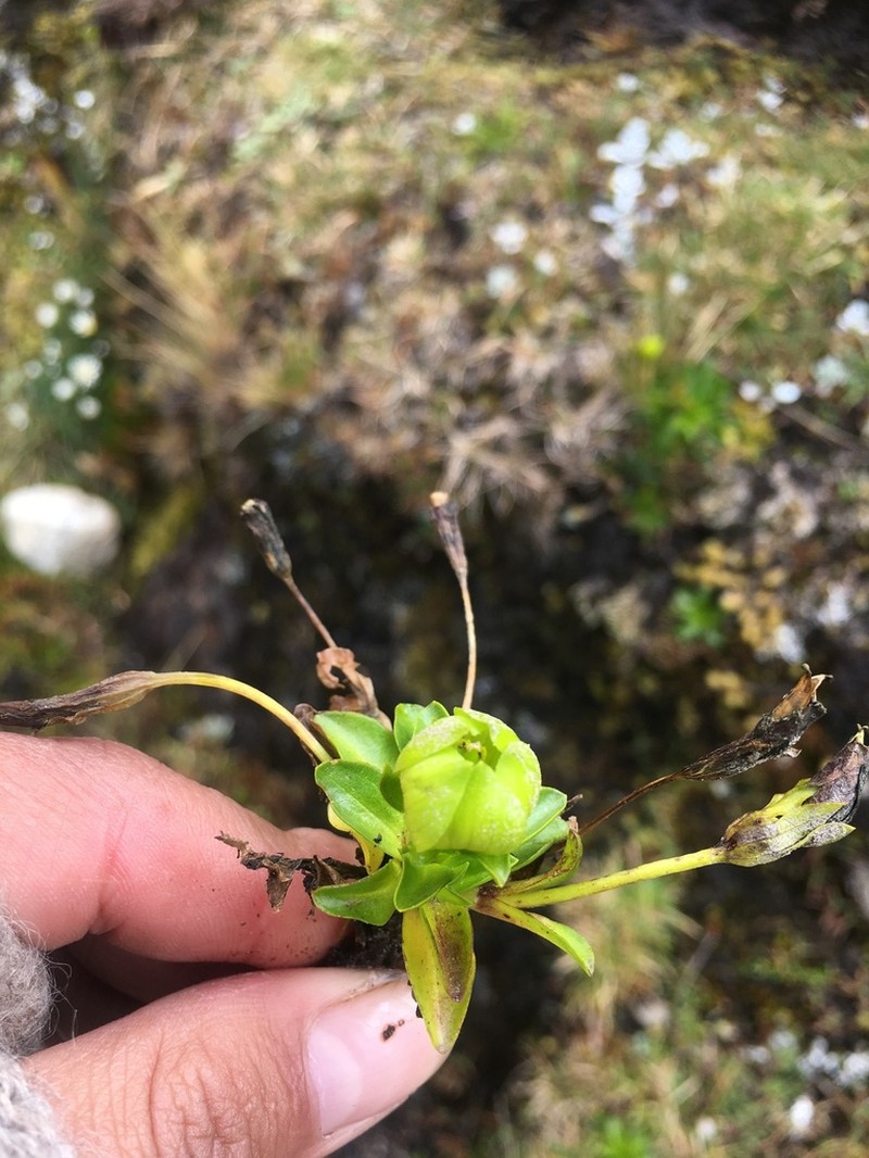 Gentianella viridiflora