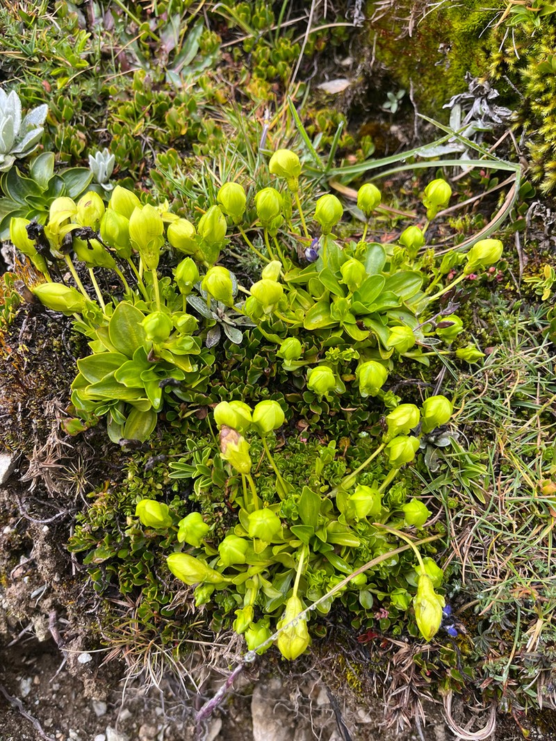 Gentianella viridiflora photo 2