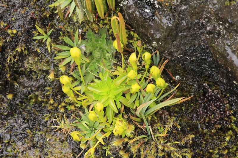 Gentianella viridiflora photo 3