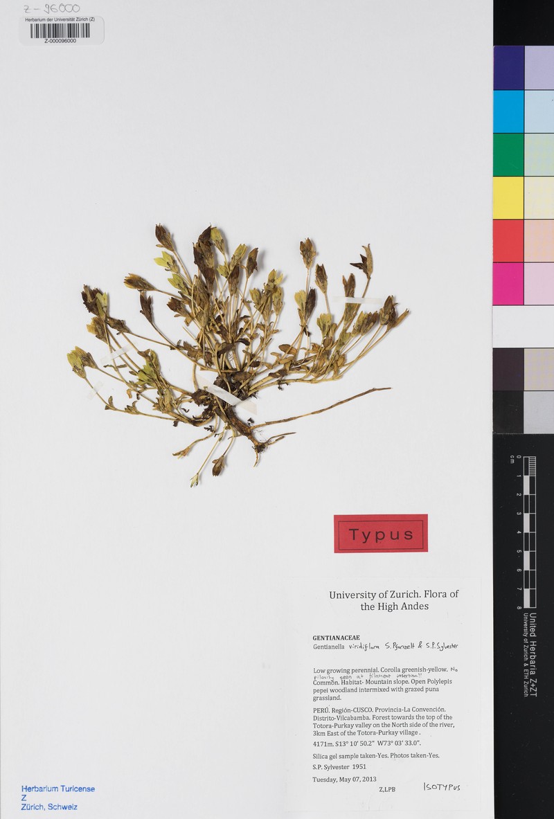 Gentianella viridiflora photo 5