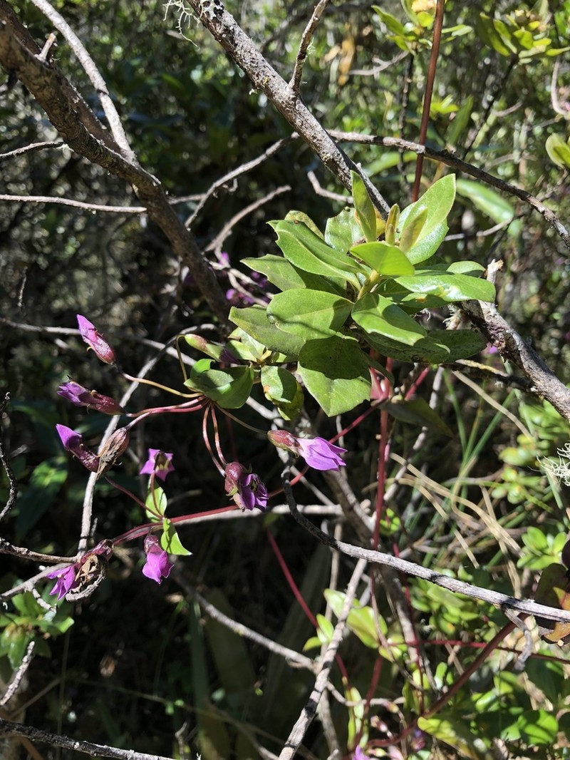 Gentianella wayqecha