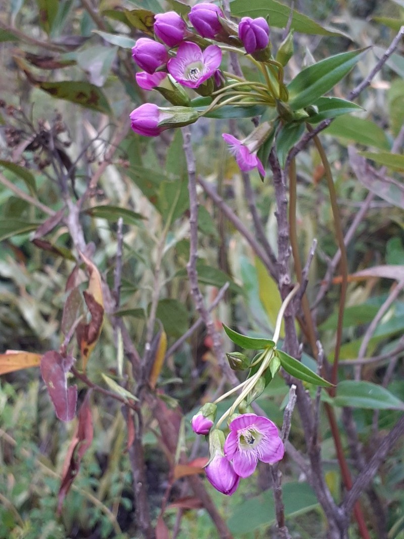 Gentianella wayqecha photo 2