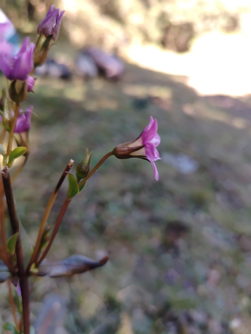 Gentianella wayqecha photo 3