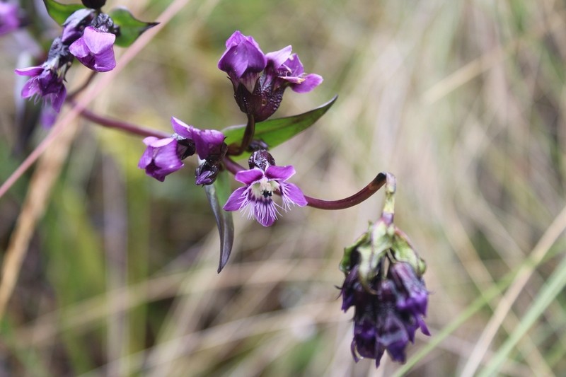 Gentianella wayqecha photo 4