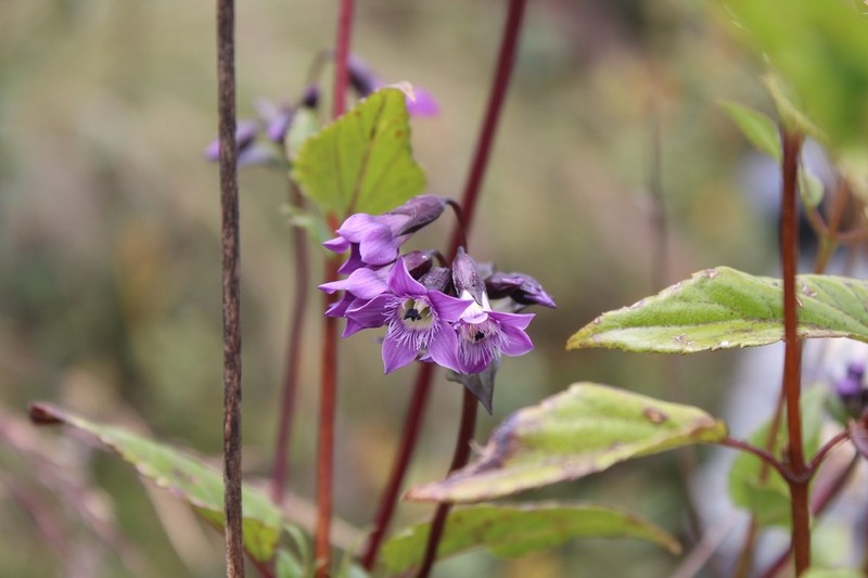 Gentianella wayqecha photo 5