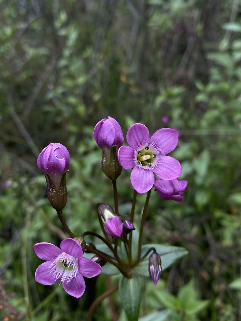 Gentianella wayqecha photo 6