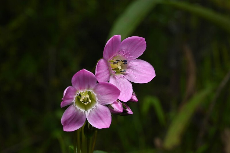 Gentianella wayqecha photo 7