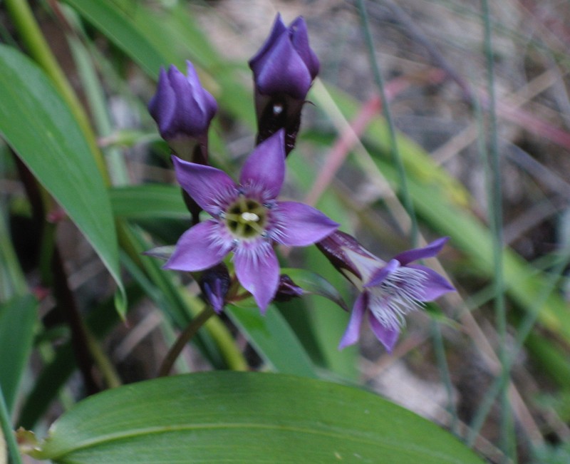 Gentianella wayqecha photo 8