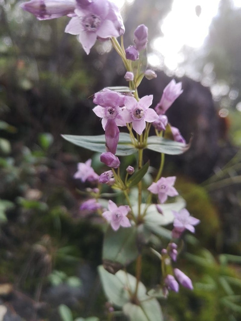 Chiricahua Mountain Dwarf Gentian