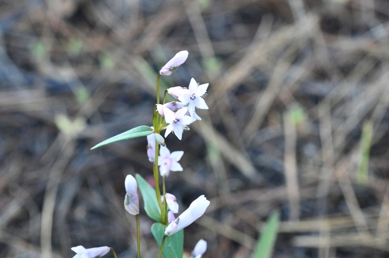 Chiricahua Mountain Dwarf Gentian photo 2