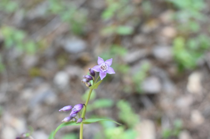 Chiricahua Mountain Dwarf Gentian photo 3