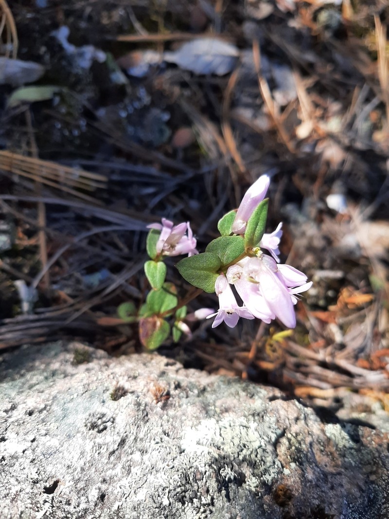 Chiricahua Mountain Dwarf Gentian photo 4