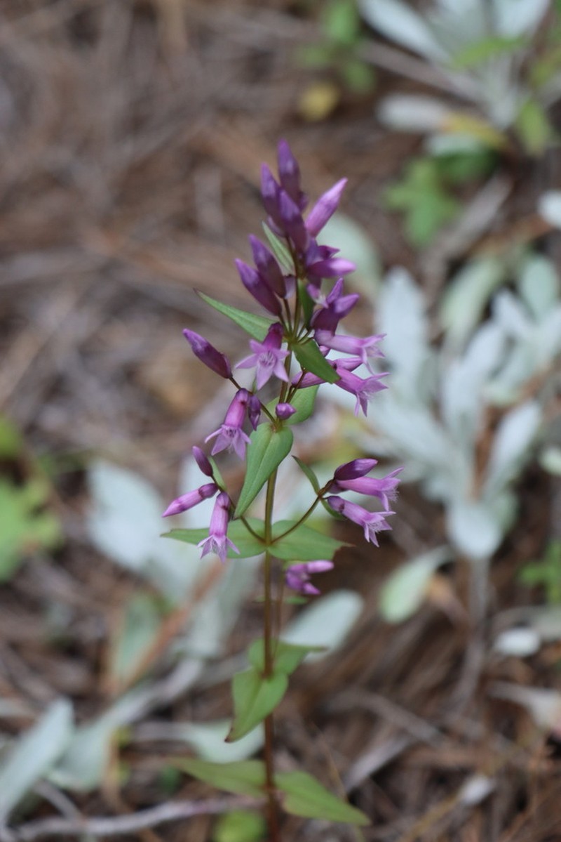 Chiricahua Mountain Dwarf Gentian photo 5