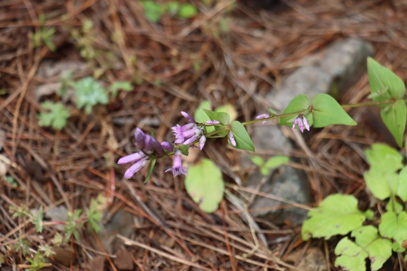 Chiricahua Mountain Dwarf Gentian photo 6