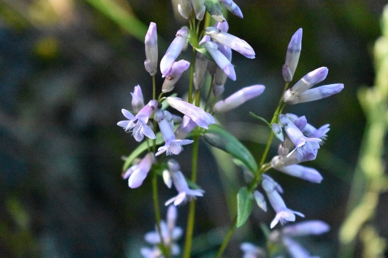 Chiricahua Mountain Dwarf Gentian photo 7