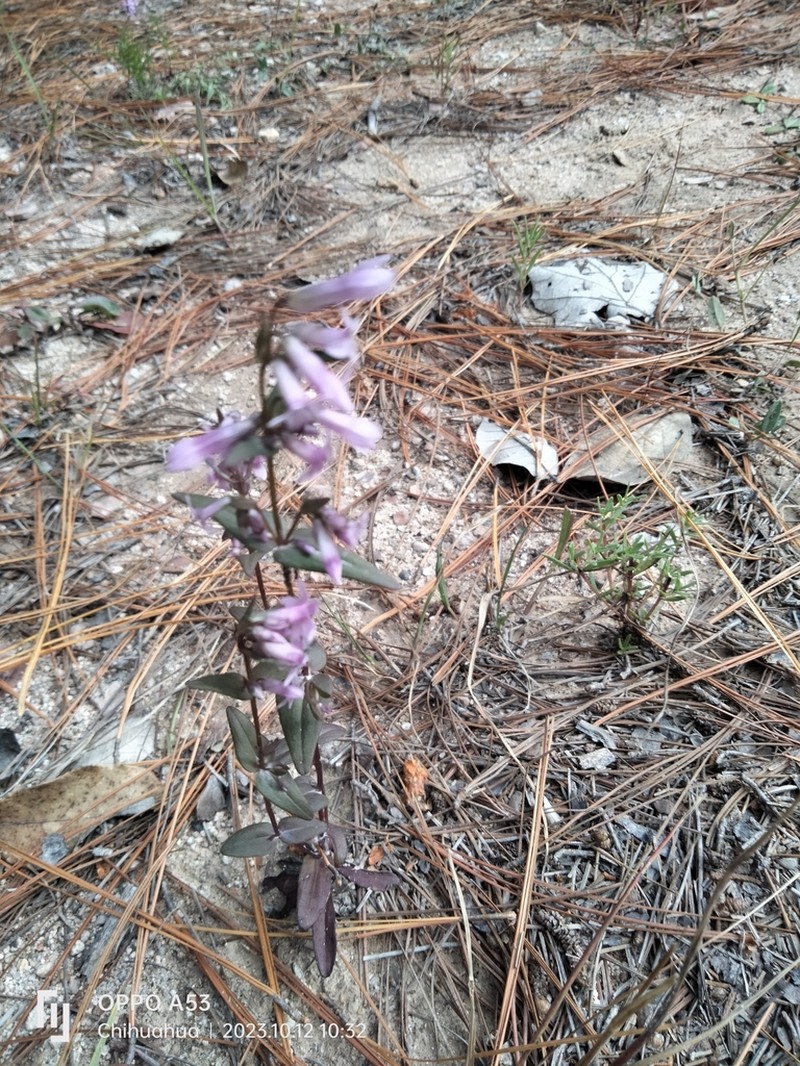Chiricahua Mountain Dwarf Gentian photo 8