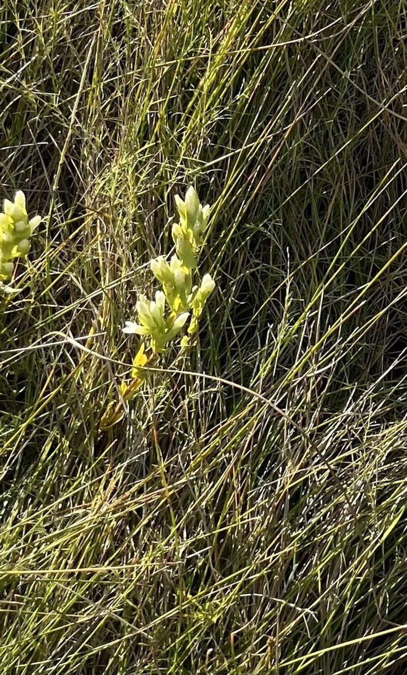 Wright's Dwarf Gentian
