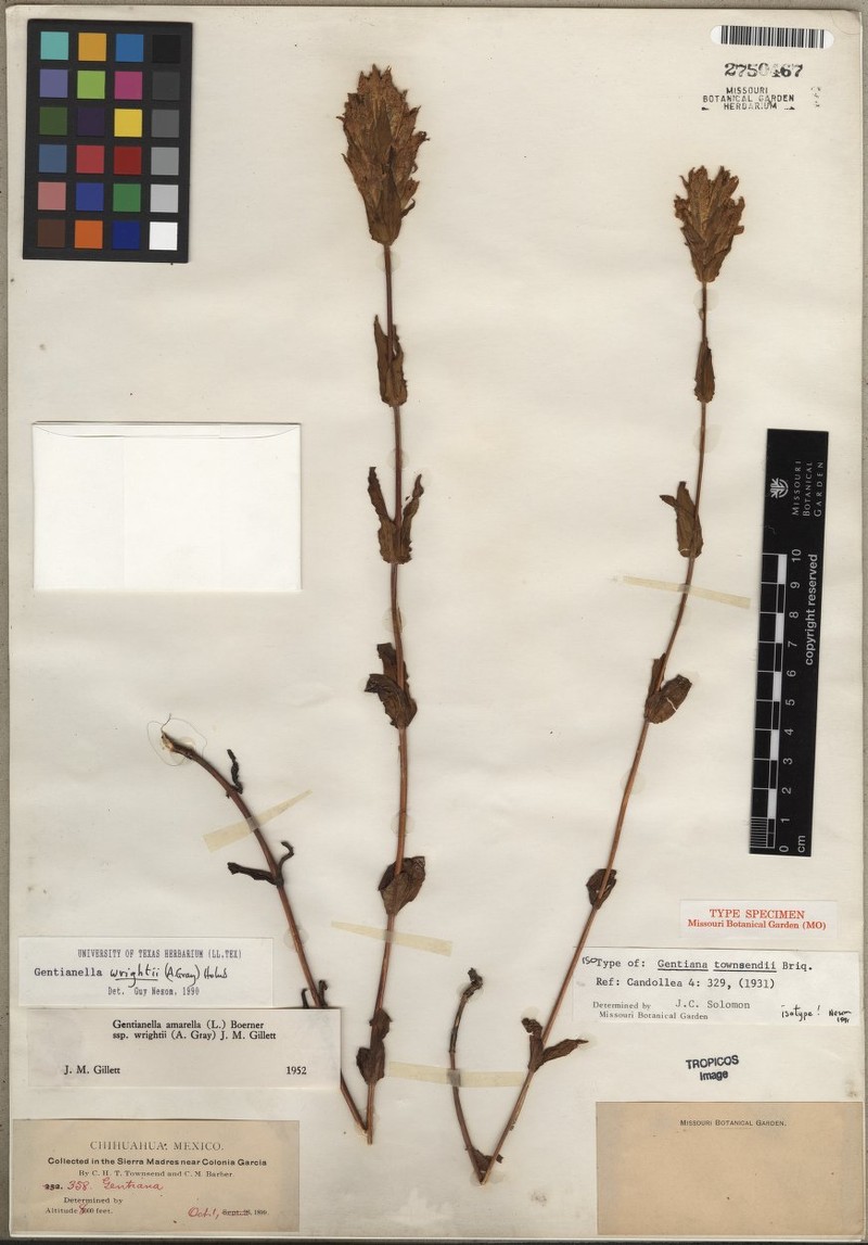 Wright's Dwarf Gentian photo 2