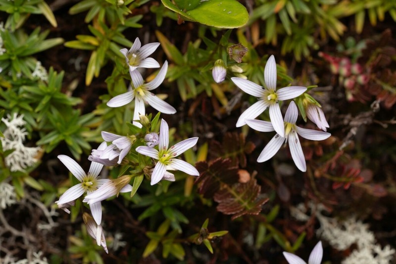Gentianella yanachagensis