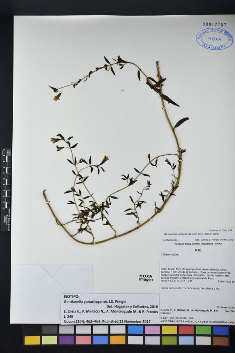Gentianella yanachagensis photo 2