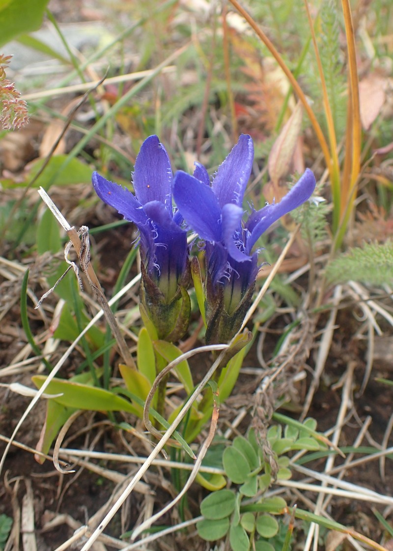 Perennial Fringed Gentian
