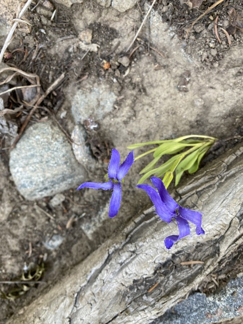 Perennial Fringed Gentian