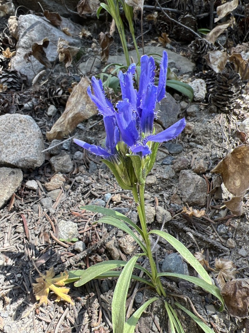 Perennial Fringed Gentian photo 2