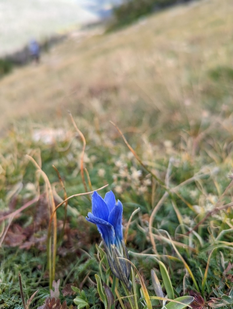 Perennial Fringed Gentian photo 3