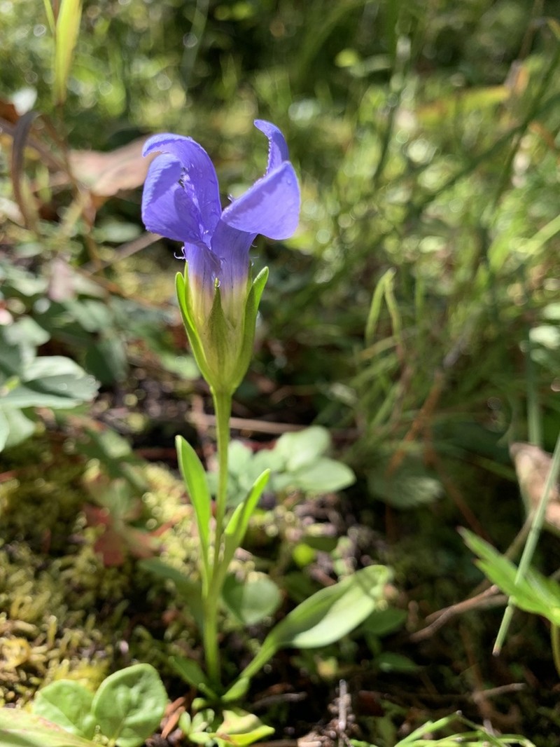 Perennial Fringed Gentian photo 4