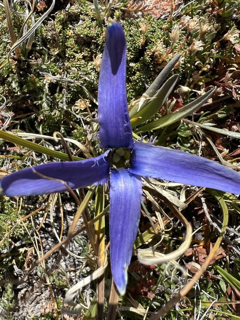 Perennial Fringed Gentian photo 5