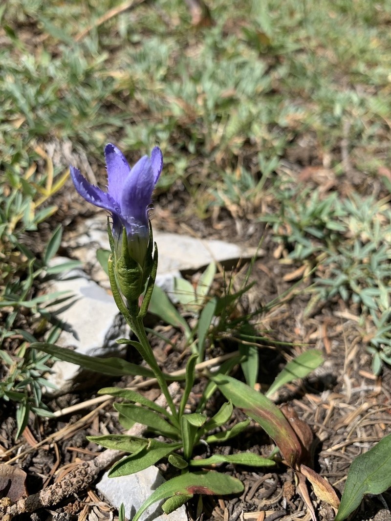 Perennial Fringed Gentian photo 6