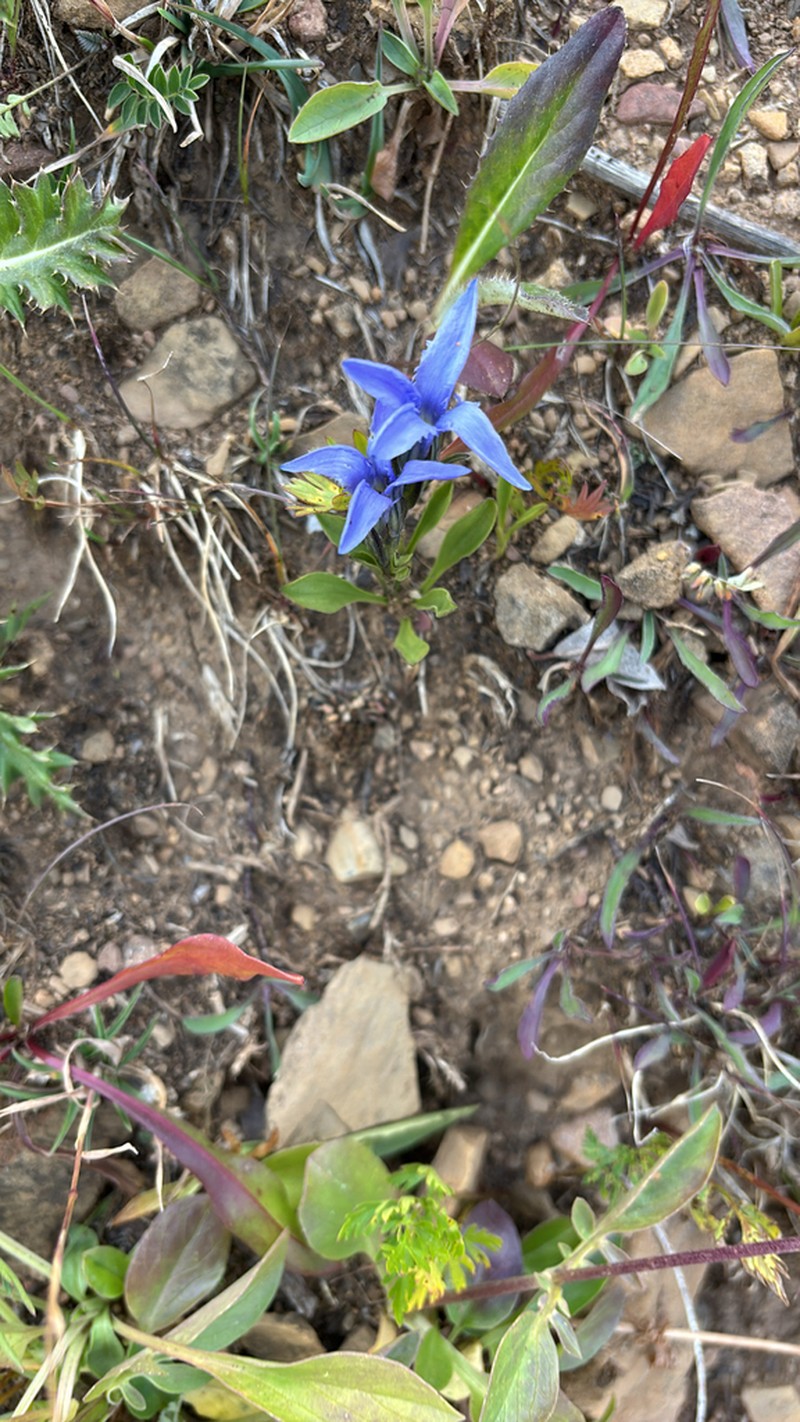 Perennial Fringed Gentian photo 7