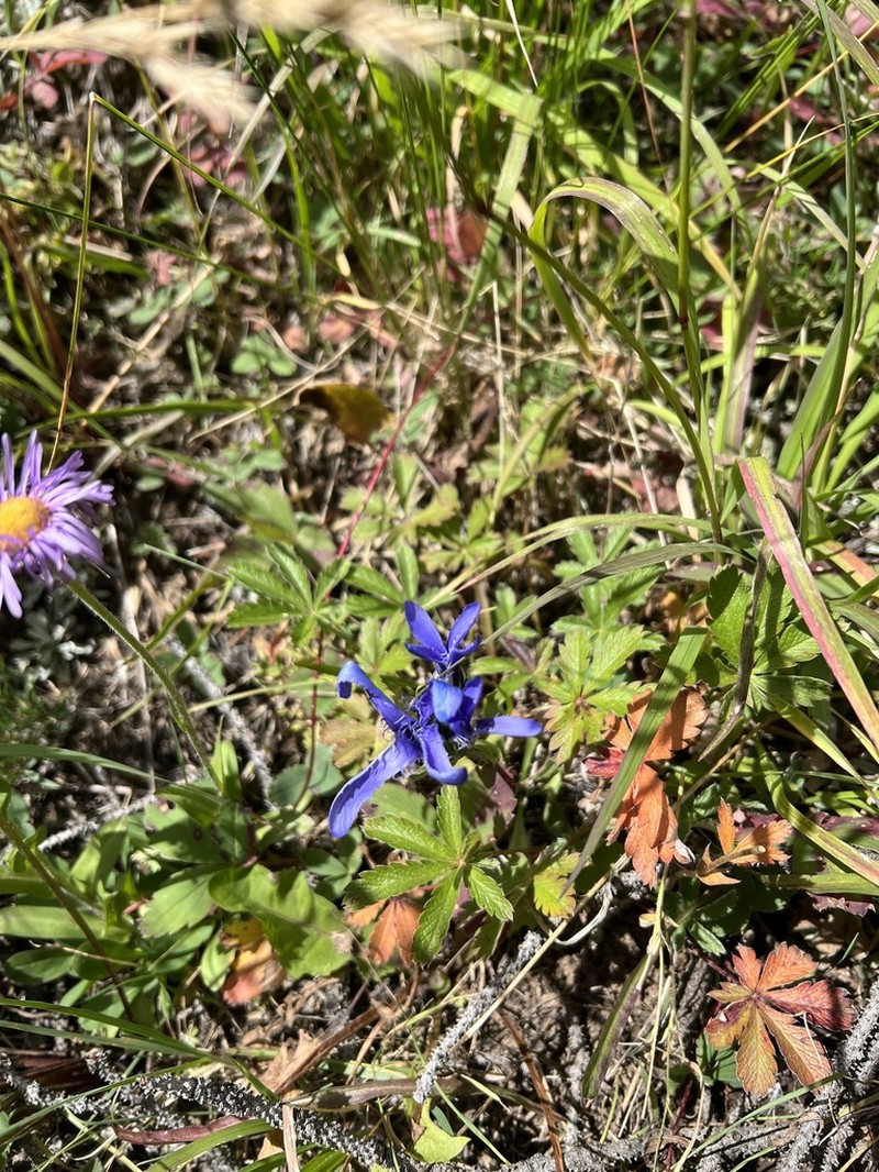 Perennial Fringed Gentian photo 8