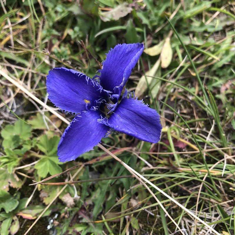 Gentianopsis ciliata subsp. ciliata