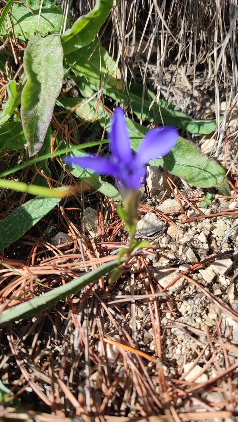 Gentianopsis ciliata subsp. ciliata photo 2