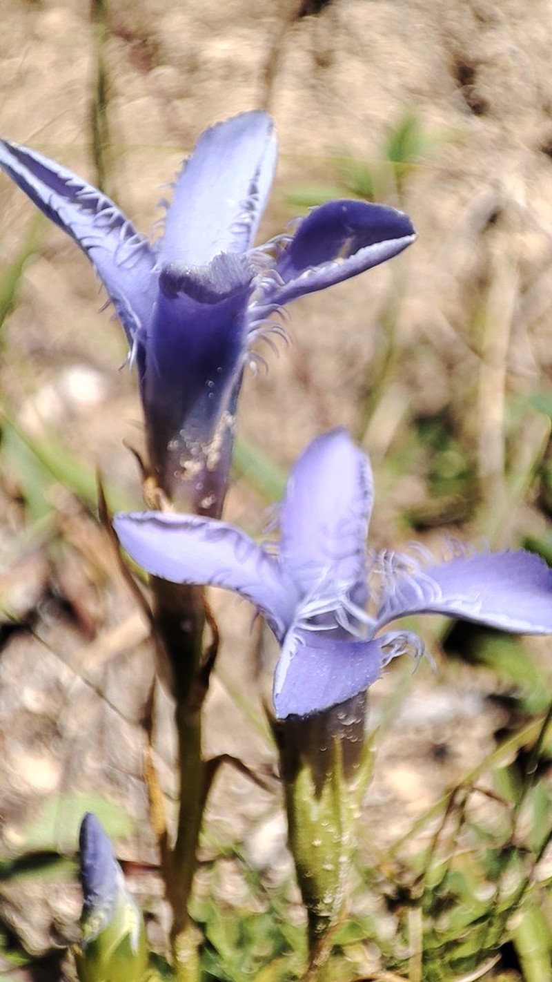 Gentianopsis ciliata subsp. ciliata photo 3