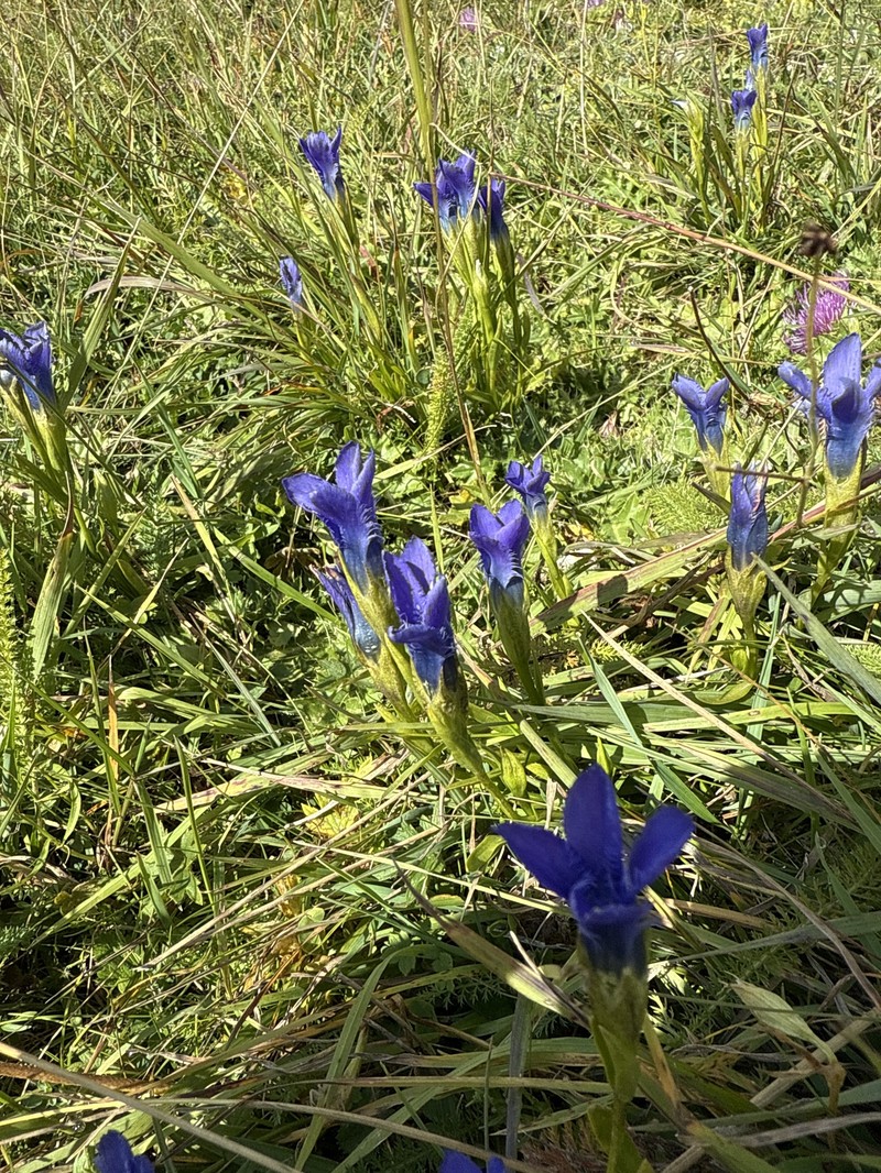 Gentianopsis ciliata subsp. ciliata photo 4